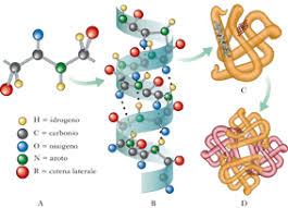 il depositario dell'informazione genetica; l'rna, che funge da copia temporanea