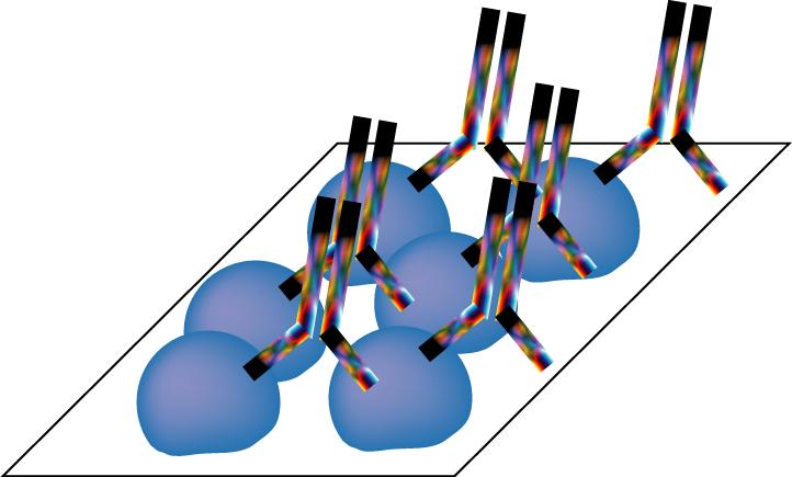 Western blot: quarta fase