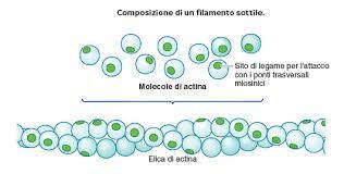 I filamenti sottili del sarcomero sono formati da actina,