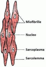 Tessuto muscolare liscio È un tessuto formato da cellule allungate provviste di un solo nucleo, contenenti nel sarcoplasma fibrille omogenee, non striate Lo si ritrova nella muscolatura