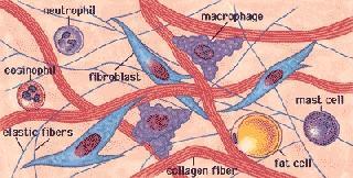 Caratteristiche generali de tessuti connettivi I tessuti connettivi sono costituiti da cellule di varia forma, non a diretto contatto tra loro, ma disperse in un abbondante matrice extracellulare.