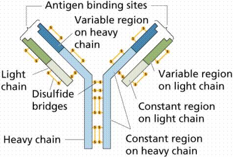 GLI ANTICORPI (IMMUNOGLOBULINE) Anticorpo (Ab): glicoproteine solubili, della classe delle