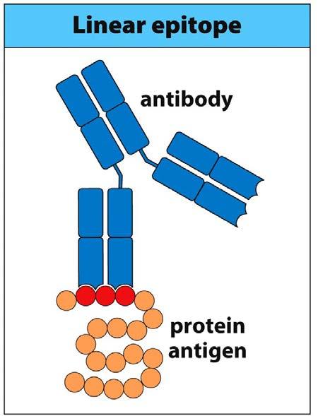 EPITOPI