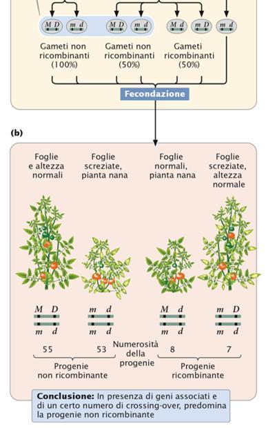 Successivamente questi gameti si uniscono con quelli prodotti dal genitore omozigote recessivo che contengono solo alleli recessivi, generando prevalentemente una progenie non ricombinante e in