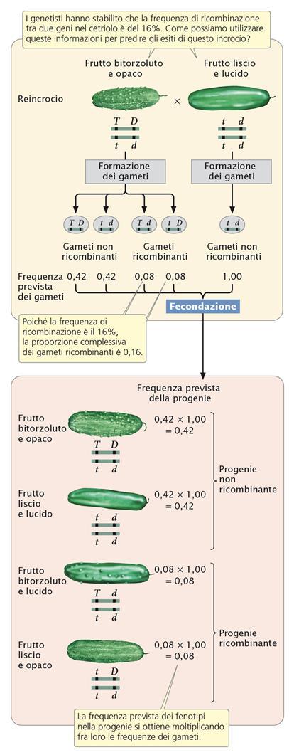 PREDIRE L ESITO DEGLI INCROCI NEI GENI ASSOCIATI Con lo stesso procedimento si possono calcolare le proporzioni delle altre classi di progenie