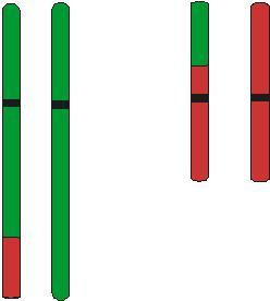 Le anomalie di struttura sono determinate da una rottura dei cromosomi durante la divisione cellulare.