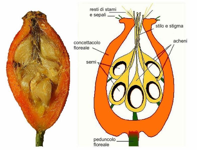 FALSI FRUTTI E