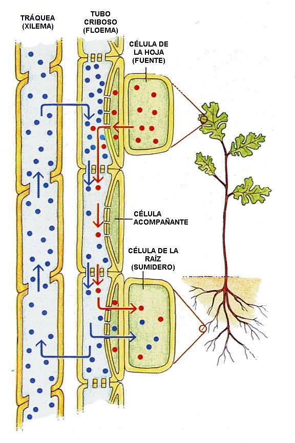 Floema verso 