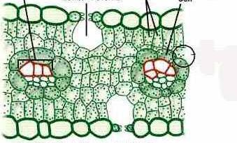 MESOFILLO SEZIONE DI FOGLIA DI MONOCOTILEDONE Foglia simmetrica LUCE Fascio vascolare Cuticola + epidermide sup con stomi Camera