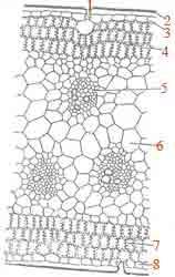 Epidermide