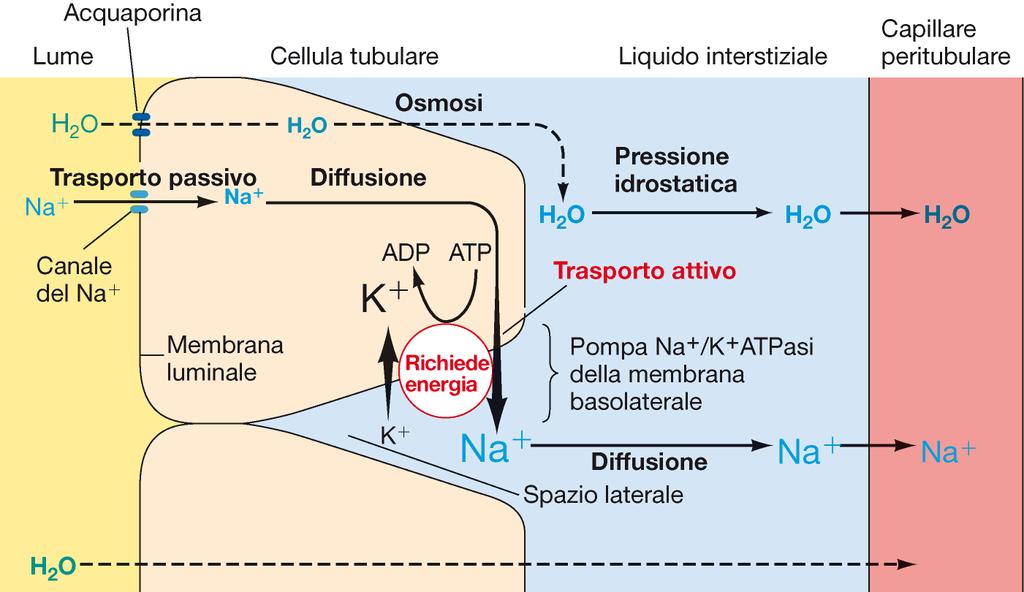 Riassorbimento del sodio E sempre un trasporto attivo Nel tubulo prossimale: proteine trasportatrici accoppiano il trasporto del Na+ a quello