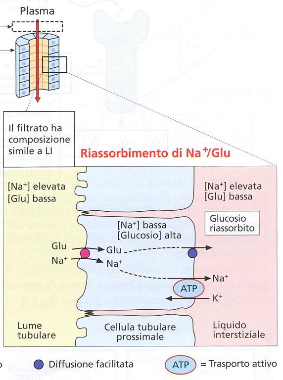 Il riassorbimento del glucosio è limitato da Tm (Trasporto massimo) Soglia renale per il glucosio = valore di glicemia