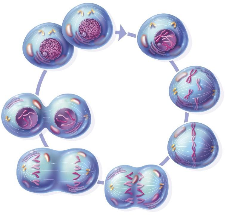 Mitosi Cellule figlie (somatiche) Cellula madre (somatica) La mitosi è un processo di divisione cellulare attraverso cui una cellula si divide in due cellule figlie che risultano geneticamente e