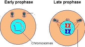 Profase Centrioli Membrana nucleare Inizio della Profase I centrioli si separano ed i cromosomi si accorciano, si ispessiscono e diventano visibili al microscopio. Il nucleolo comincia a scomparire.