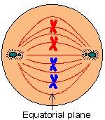 Metafase Piastra metafasica Questa fase comincia quando la membrana nucleare