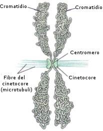 cinetocori orientano i cromosomi in modo che i loro centromeri siano allineati