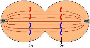 Anafase Cromosoma metacentrico Cromosoma sub-metacentrico Ha inizio quando i centromeri uniti dei due cromatidi fratelli si