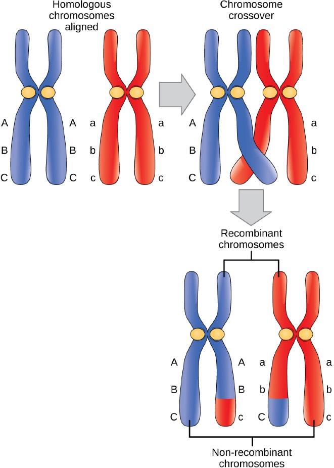 Crossing Over (Ricombinazione) Scambio fisico reciproco tra cromosomi omologhi di segmenti cromosomici localizzati nella stessa posizione lungo il