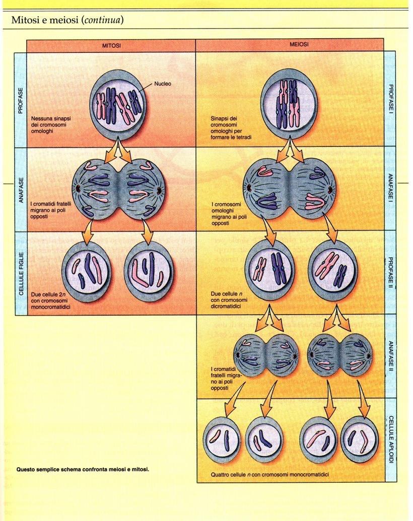Mitosi e meiosi a confronto Appaiamento dei cromosomi omologhi solo nella meiosi; Crossing over solo nella meiosi; La mitosi