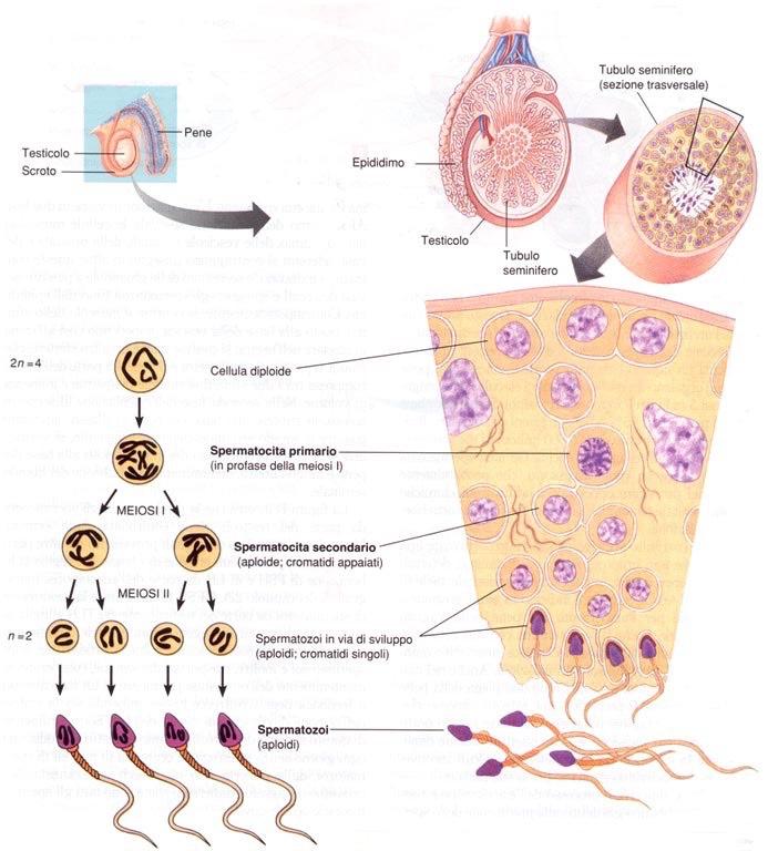 Spermatogenesi Processo che inizia con la pubertà; L intero percorso di maturazione da spermatogonio a spermatozoo dura 65-75 gg.