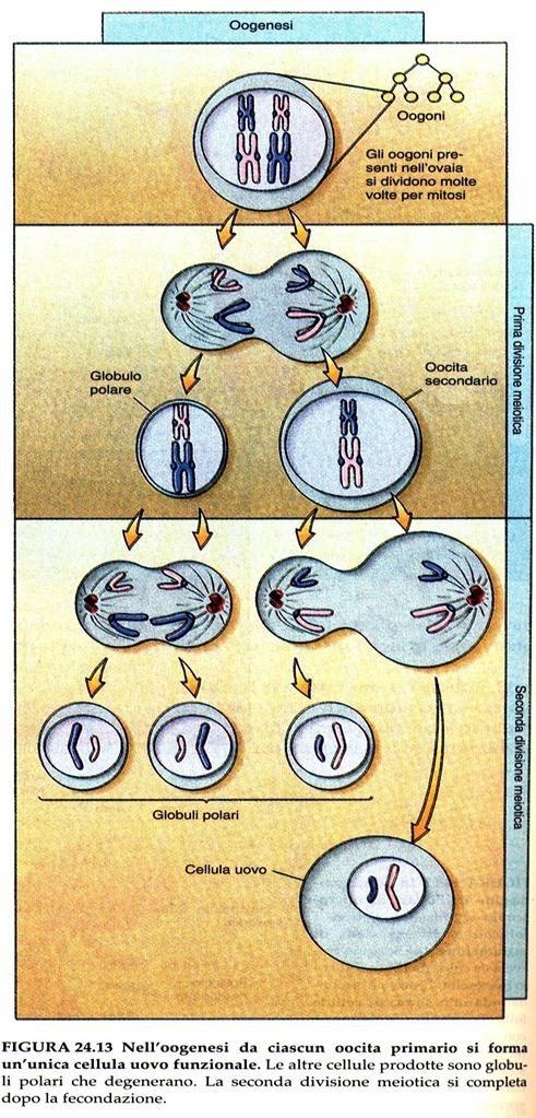 Ovogenesi Processo DISCONTINUO in cui la produzione dei gameti avviene ciclicamente e si interrompe con il sopraggiungere della menopausa; Da ogni oocita primario si ottiene una sola cellula uovo