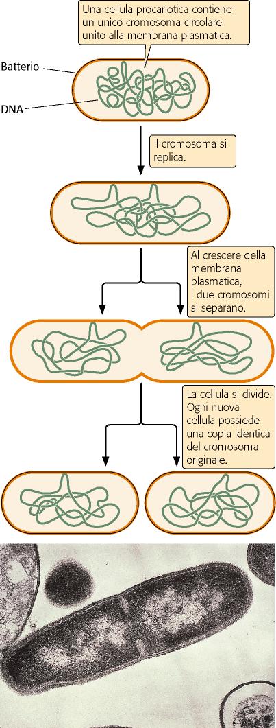 Nei procarioti la divisione cellulare equivale alla riproduzione dell intero organismo Il cromosoma di E. coli contiene una molecola di DNA di circa 1,6mm; Il diametro cellulare di E coli è di 1mm.