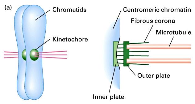 Il cinetocore e costituito da differenti regioni CROMATIDI CROMATINA corona fibrosa microtubulo CINETOCORE polimerizzazione-depolimerizzazione-movimento della tubulina nel fuso mitotico Movimento