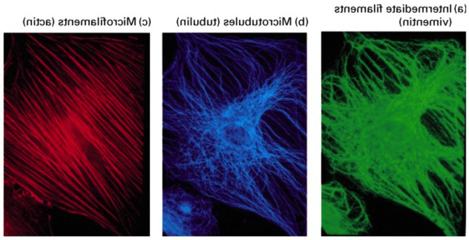 3 principali tipi di filamenti del citoscheletro sono comuni nelle cellule
