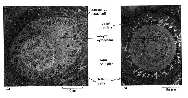 Completamento della meiosi tessuto connettivo lamina basale citoplasma I corpo polare OOCITA SECONDARIO