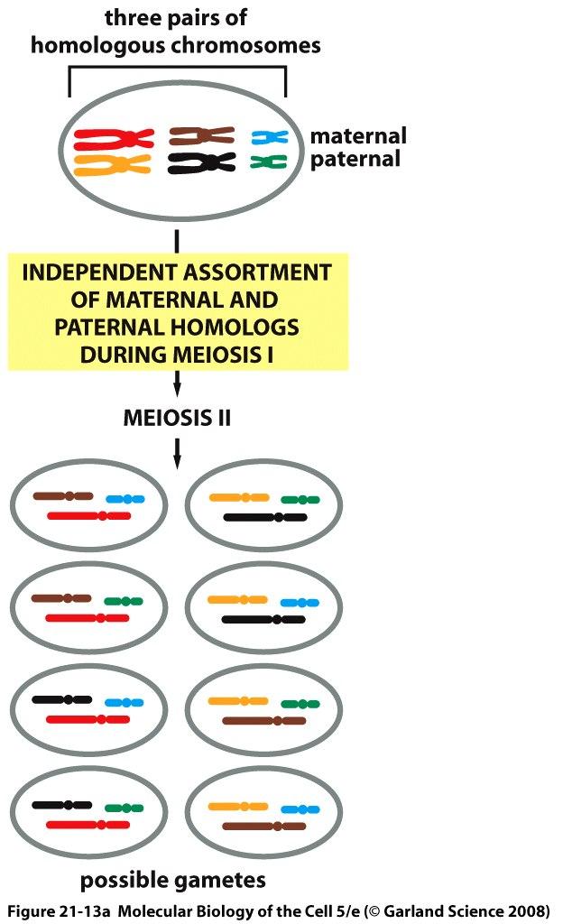 MEIOTICA I DIVISIONE MEIOTICA spermatocita primario I DIVISIONE MEIOTICA spermatociti secondari II