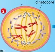 el centromero di ogni cromosoma si forma il cinetocore una struttura