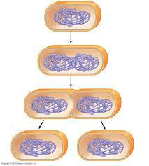unicellulari: rapida divisione della cellula, a partire da una semplice