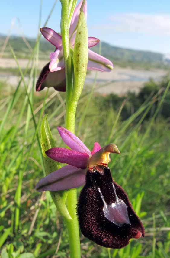 Orchidea del Benaco