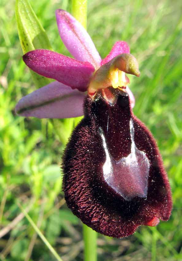 Ophrys Bertolonii