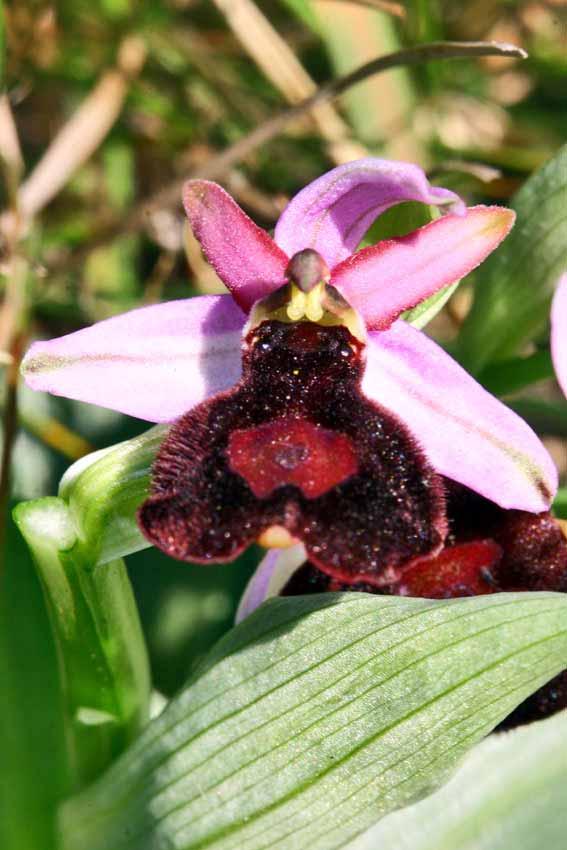 Ophrys Bertolonii ssp Benacensis