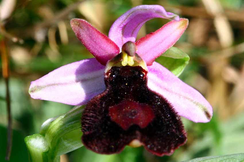 Ophrys Bertolonii ssp Benacensis