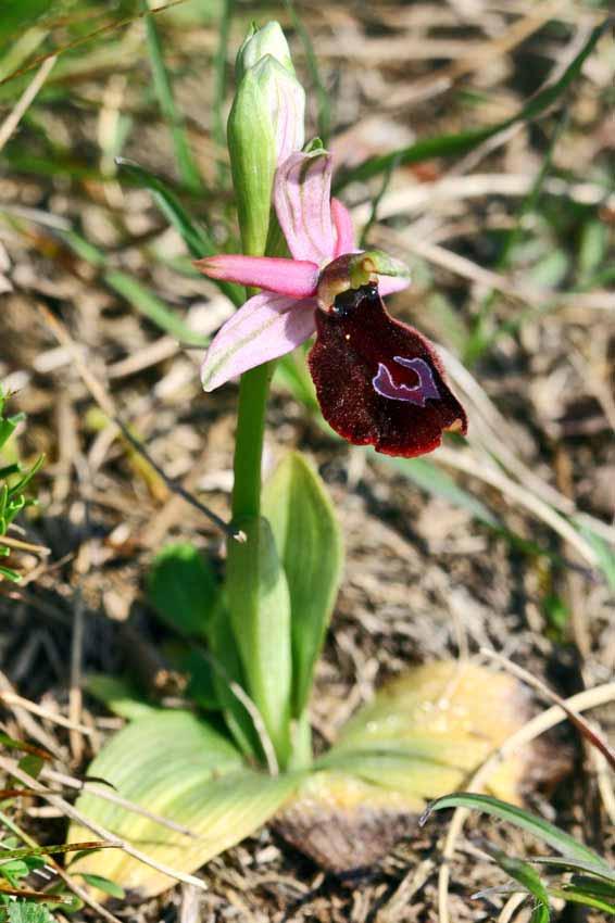 Ophrys Bertolonii
