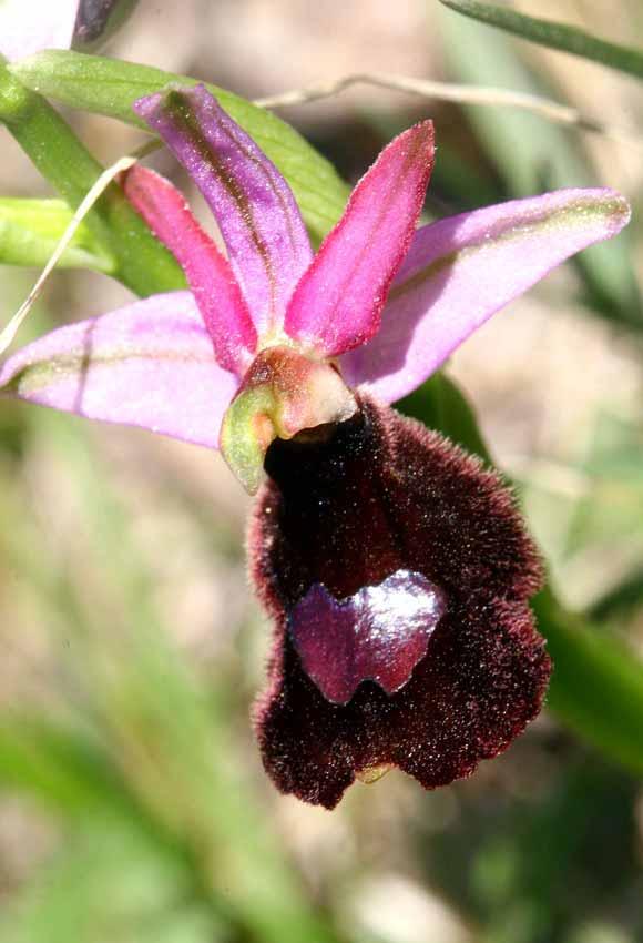 Orchidea del
