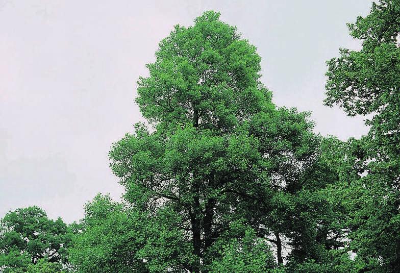 I fusti giovani hanno una corteccia liscia e di colore grigio scuro.