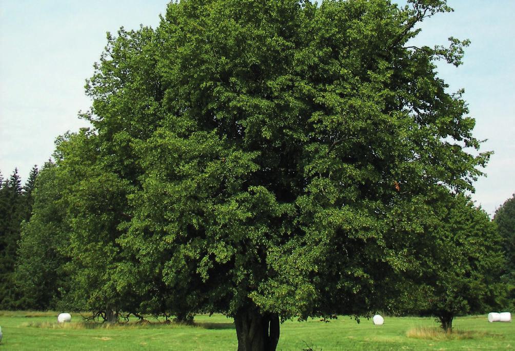 Varietà di piante CARPINO SALICE (CARPINUS BETULUS) (SALIX) E un albero abbastanza longevo (circa 150 anni), di media altezza (15 20 m) con portamento