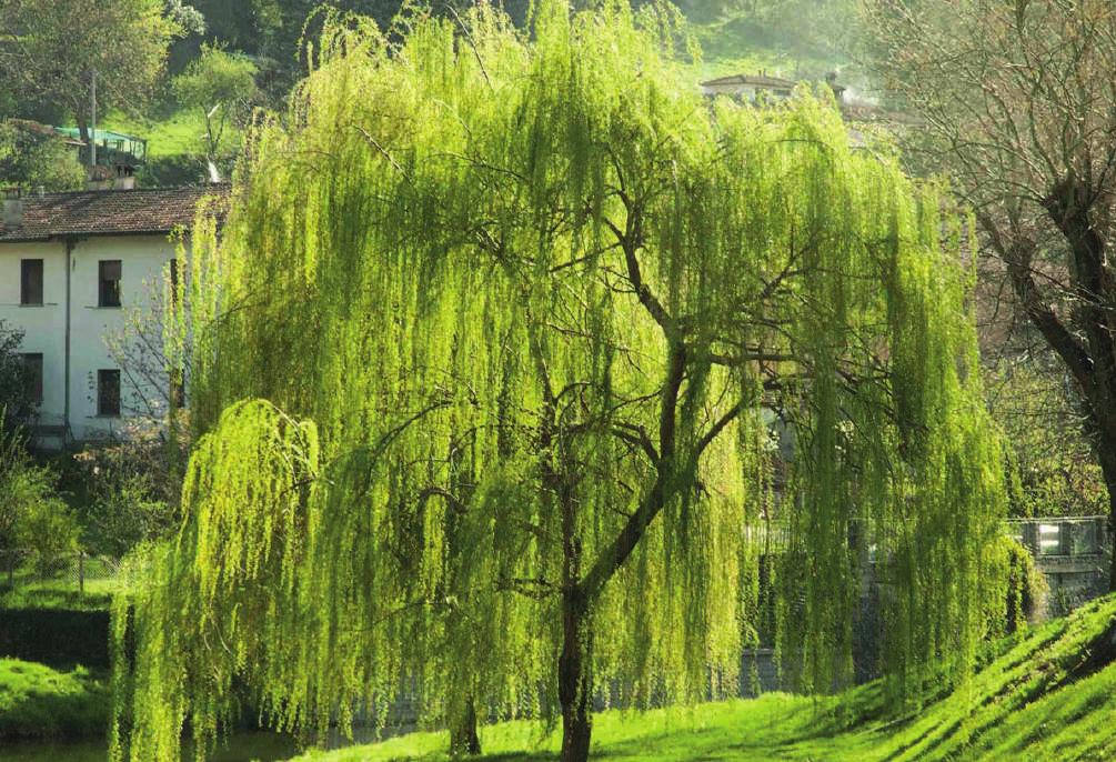 Le foglie ingialliscono in autunno ma rimangono sui rami anche per lungo tempo, specie sulle piante di giovane età.