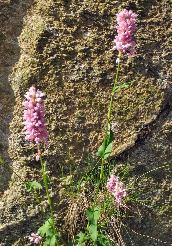 Polygonum