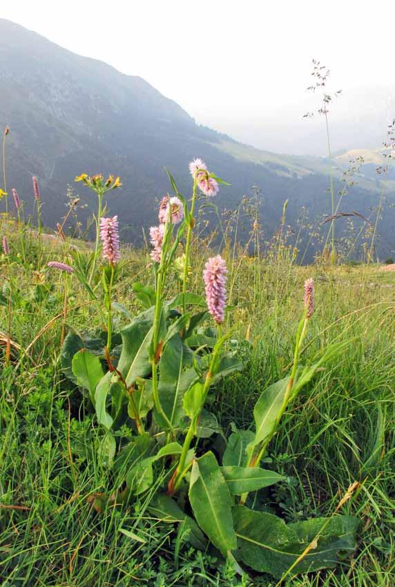 Monte Arera, rifugio SABA,