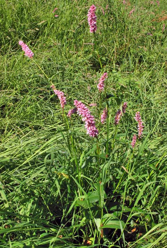 Polygonum