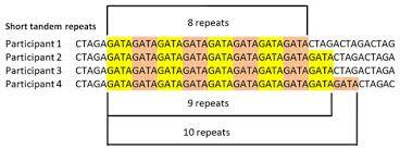 Metodologia utilizzata Analisi di microsatelliti Short Tandem Repeat (STR) Simple Sequence Repeats (SSR) Marcatori