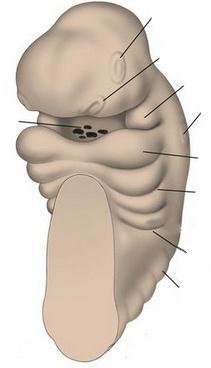 placode ottico sinistro placode olfattivo sinistro membrana