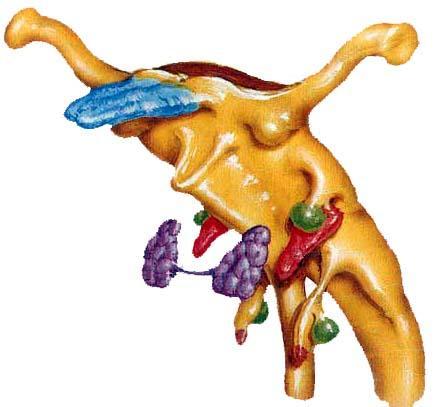 diverticolo tiroideo I tasca II tasca lingua