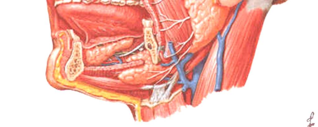 linguali maggiori (extramurali) Parotide