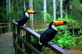 fauna, visita del lato brasiliano delle cascate di Iguacu e
