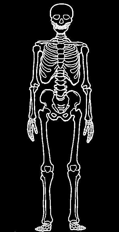 Posso così ridurre il corpo umano a una rete di rapporti che identifico nello scheletro, e dare dello scheletro, una rappresentazione graficamente semplificata.